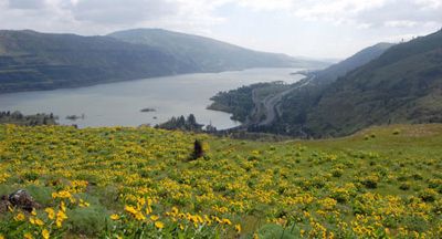View Of Gorge With Wildflowers