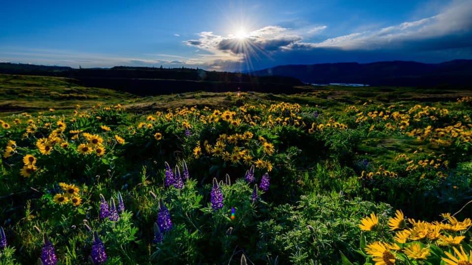 Field of Gorge Wildflowers
