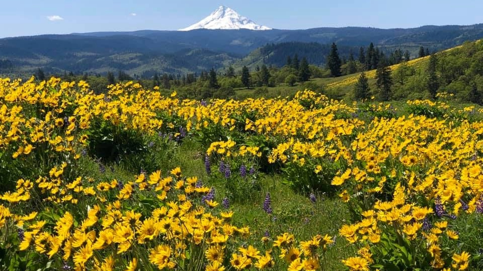 Columbia River Gorge Wildflowers