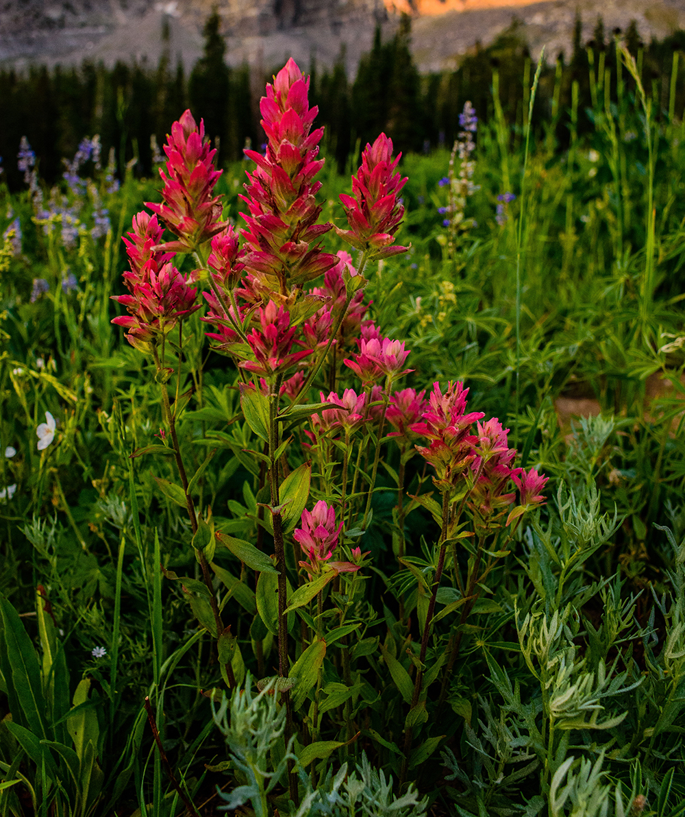 Indian Paintbrush in Columbia River Gorge