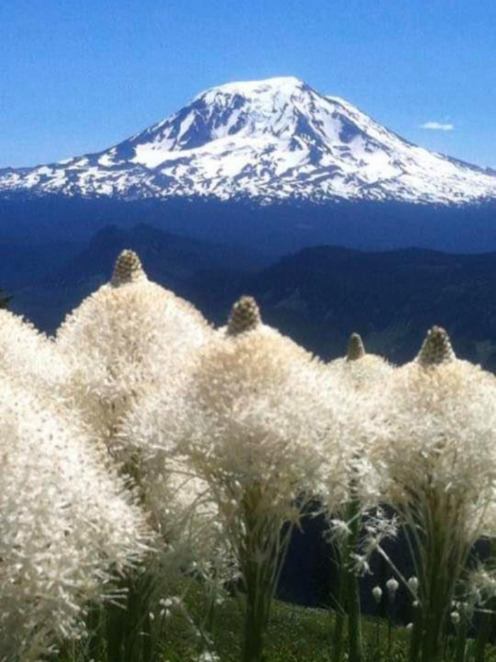 Wildflowers with Mt Hood in background